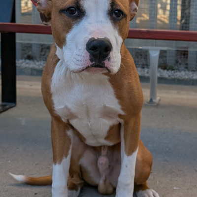 Kash, Cross Staffie, male, 6 months old, tan and white, short hair, medium.