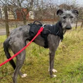 Larry, Lurcher, male, approximately between 1 and 2 years old, grey and white, semi long rough coat, medium to large.
