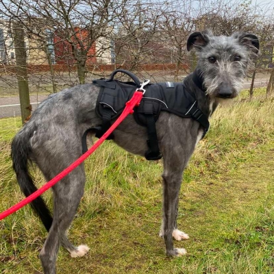 Larry, Lurcher, male, approximately between 1 and 2 years old, grey and white, semi long rough coat, medium to large.