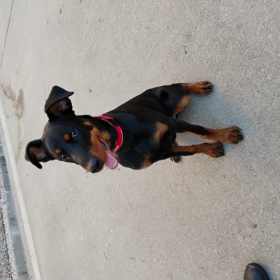 Lottie, Doberman cross Rottweiler, female, 6 months old, black and tan, short hair, large.