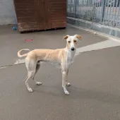 Max, Lurcher, Male, Approximately 2 years and 8 months old, Fawn & White, Large, Short Hair.