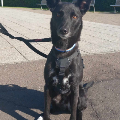 Bingo, cross Whippet/Collie, female, 4 years old, black with some white, short coarse hair, medium to large.