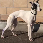 Lucy, Lurcher, female, approximately between 3-5 years old, white and black, short hair, medium