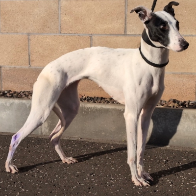 Lucy, Lurcher, female, approximately between 3-5 years old, white and black, short hair, medium