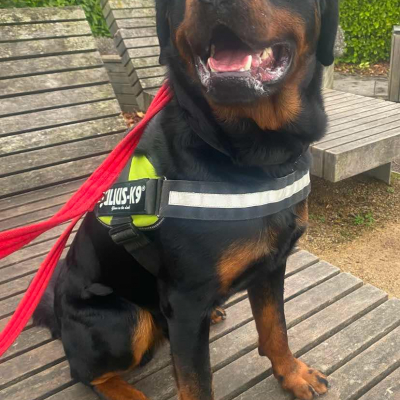 Ralph, Rottweiler, male, 2 years old, black and tan, short hair, large