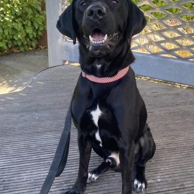 Ralphy, Cross Labrador, Male, Approximately 3 years old, Black/white, Short Haired, Large