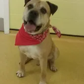 Razor, Cross Bull Mastiff, male, aged 7 years, tan and white, short hair, very large.