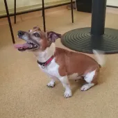 Winston, Jack Russell, male, aged 6 years, white and tan, short, hair, small