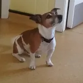 Winston, Jack Russell, male, aged 6 years, white and tan, short hair, small.