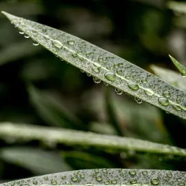 Barnhill Rock Garden image