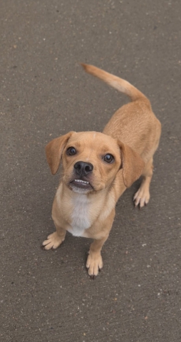 Jaxson, Cross Chihuahua, Male, Approximately 6-8 months old, Fawn, Small, Short hair.