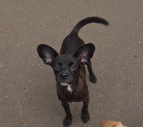 Xena, Cross Chihuahua, Female, Approximately 6-8 months old, Dark Brown, Short Hair