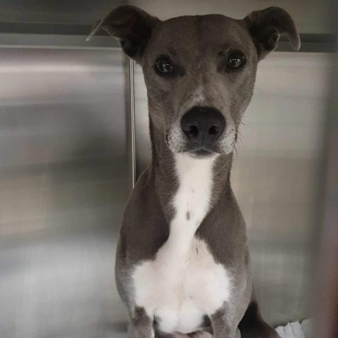 Sadie, Lurcher, female, approximately 5-7 years old, grey and white, medium, short hair.