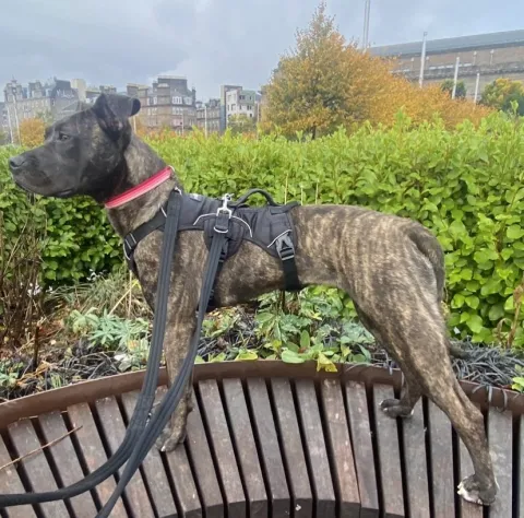 Sookie, Cross Staffie, Female, Approximately 8-9 months old, Brindle, Short Haired, Medium