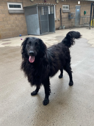 Luke, Flat Coat Retriever, male, 2 years old, black, long hair, large Luke, Flat Coat Retriever, male, 2 years old, black, long hair, large