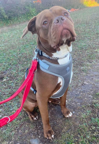 Aurora, Cane Corso Cross, female, 2 years old, chocolate and white, short hair, large.