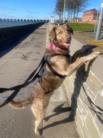 Cici, Mongrel, female, 1 year old, brown and white, short hair, medium