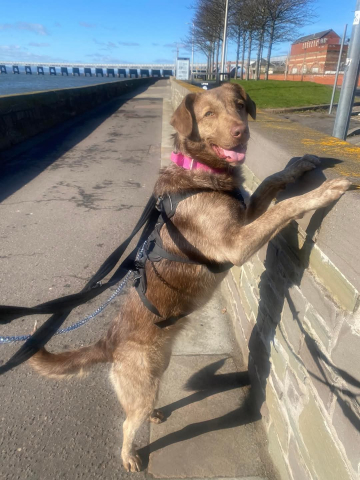 Cici, Mongrel, female, 1 year old, brown and white, short hair, medium Cici, Mongrel, female, 1 year old, brown and white, short hair, medium