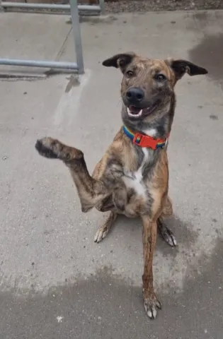 Mickey, Lurcher, male, approximately 1-2 years old, brindle and white, short hair, medium large.