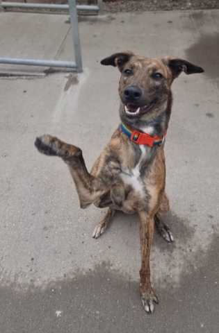 Mickey, Lurcher, male, approximately 1-2 years old, brindle and white, short hair, medium large. Mickey, Lurcher, male, approximately 1-2 years old, brindle and white, short hair, medium large.