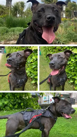 Rocky, Cross Staffie, male, not neutered, 5 years old, black/brown, medium, short hair.