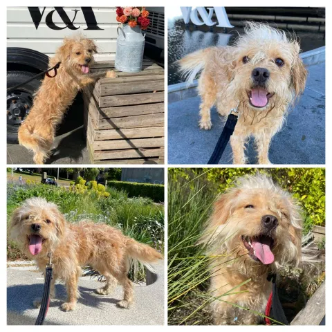 Rufus, Mongrel, male, not neutered, 1.5 years old, fawn, small, wire coat. 