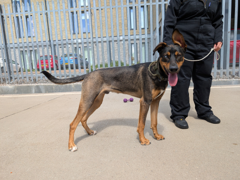 Enzo, Cross Doberman/Husky, Male, 8 Months old, Tan/Black Sable/White, Short Hair, Large Enzo, Cross Doberman/Husky, Male, 8 Months old, Tan/Black Sable/White, Short Hair, Large