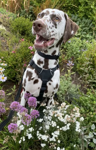 Willow, Dalmatian, Female, 2 and a half years old, white with brown spots, short hair, medium to large.