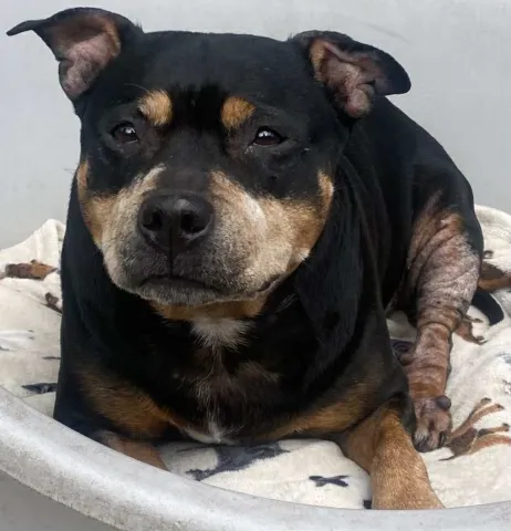 Esme, Staffordshire Bull Terrier, Female, Approximately 8 to 9 Years Old, Black Tan & White, Small to Medium, Short Hair.