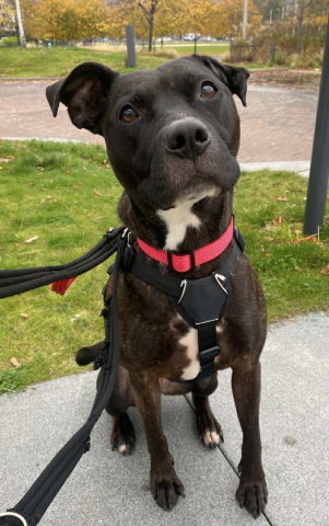 Sassy, Staffie Cross, Female, 4 Years Old, Brindle & White, Medium, Short Hair.