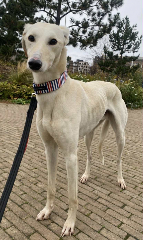 Sol, Lurcher, Male, Approximately 4-6 Years Old, White/Cream, Large, Short Hair.