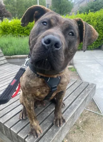 Paddy, Cross Breed, Male, Approximately 1 Year Old, Brindle & White, Medium to Large, Short Hair. 