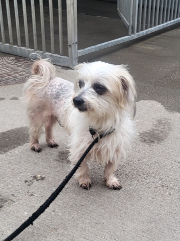 image of Bailey the dog, a small white cross Terrier