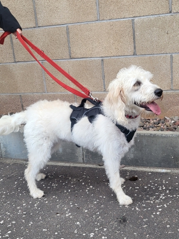 Image of Millie, a cream coloured Cockapoo, medium size.