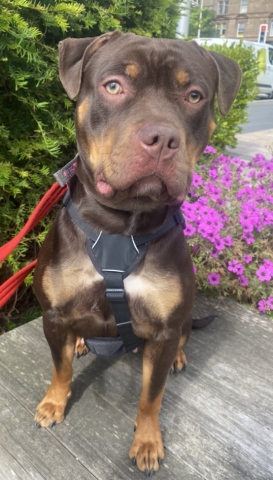 image of Roxy the dog, a American Bulldog cross, medium size, 1 year old, brown and tan coloured.