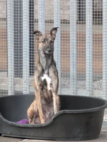 Flynn, Lurcher, Male, 1 Year Old, Brindle, Large, Short Hair. 