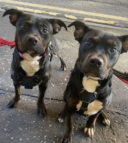 Cross Breeds, Females, Approximately 1 to 2 Years Old, Black Tan & White, Medium, Short Hair.