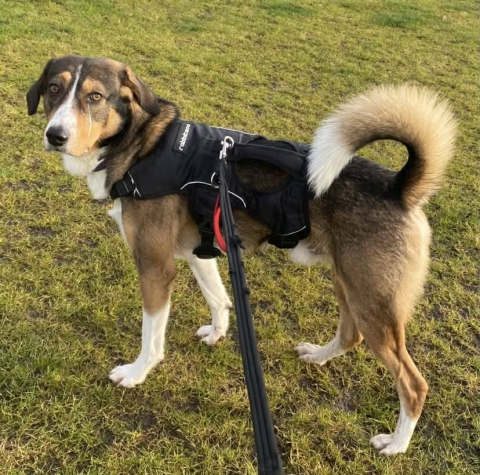 Reggie, Cross Breed, Approximately 3 to 5 Years Old. Male, Tri Colour, Medium to Large, Semi Long Hair.