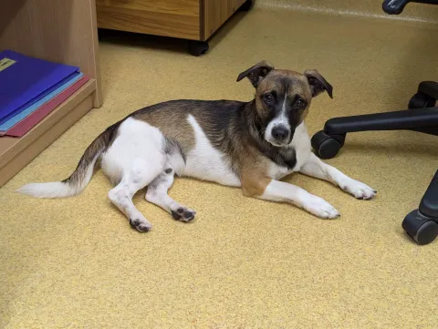 🐾Benji, Jack Russell Type, Male, Approximately 1-2 years old, White/Brown/Black Sable, Short Hair, Small