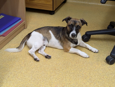 🐾Benji, Jack Russell Type, Male, Approximately 1-2 years old, White/Brown/Black Sable, Short Hair, Small 🐾Benji, Jack Russell Type, Male, Approximately 1-2 years old, White/Brown/Black Sable, Short Hair, Small