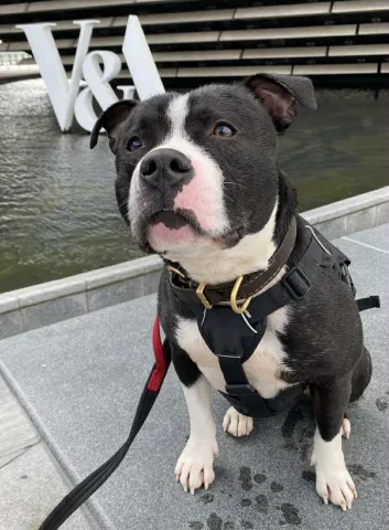 Blue, Staffie, male, approximately 2 years old, black and white, short hair, medium