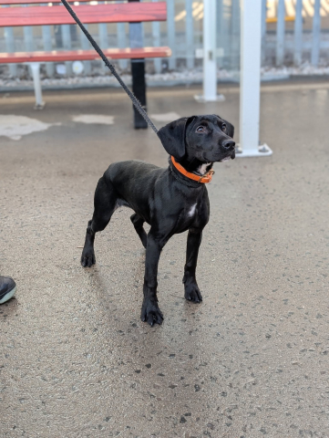 Bonnie, Mongrel, Female, 5 to 6 Months Old, Black & White, Medium, Short Haired. 