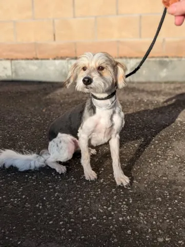 Harry, Mongrel, Male, 7 to 8 years old, Tri Colour, Small to Medium, Long Haired. 