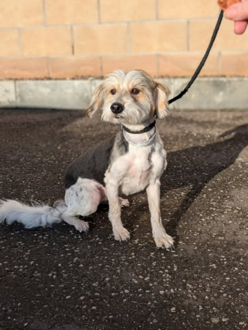 Harry, Mongrel, Male, 7 to 8 years old, Tri Colour, Small to Medium, Long Haired. 