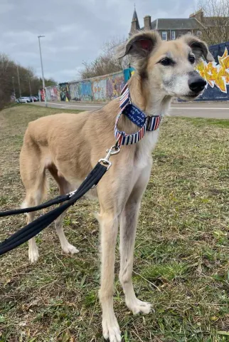  Hudson, Saluki, male, 11 years old, tan sable and white, short hair, medium to large.