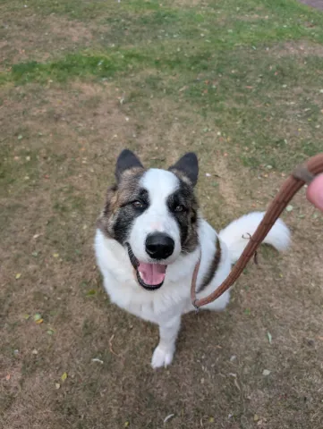 Bear, Akita/Husky Cross, 4 years old, Male, Semi Long hair, White/Brown/Black, Large.
