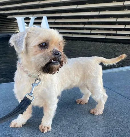 Lady, Shihtzu Cross, female, 4.5 years old, fawn, long hair, small.
