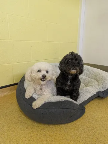 Lucy & Lexie