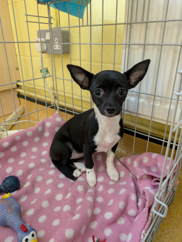Little Miss, Cross Chihuahua/Jack Russell, Female, 4 months old, black and white, short hair, small Little Miss, Cross Chihuahua/Jack Russell, Female, 4 months old, black and white, short hair, small