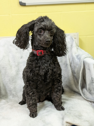 Milly, Toy Poodle, Female, 5 Years old, Black & Grey, Small.